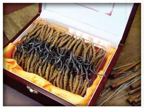 巴南冬虫夏草回收